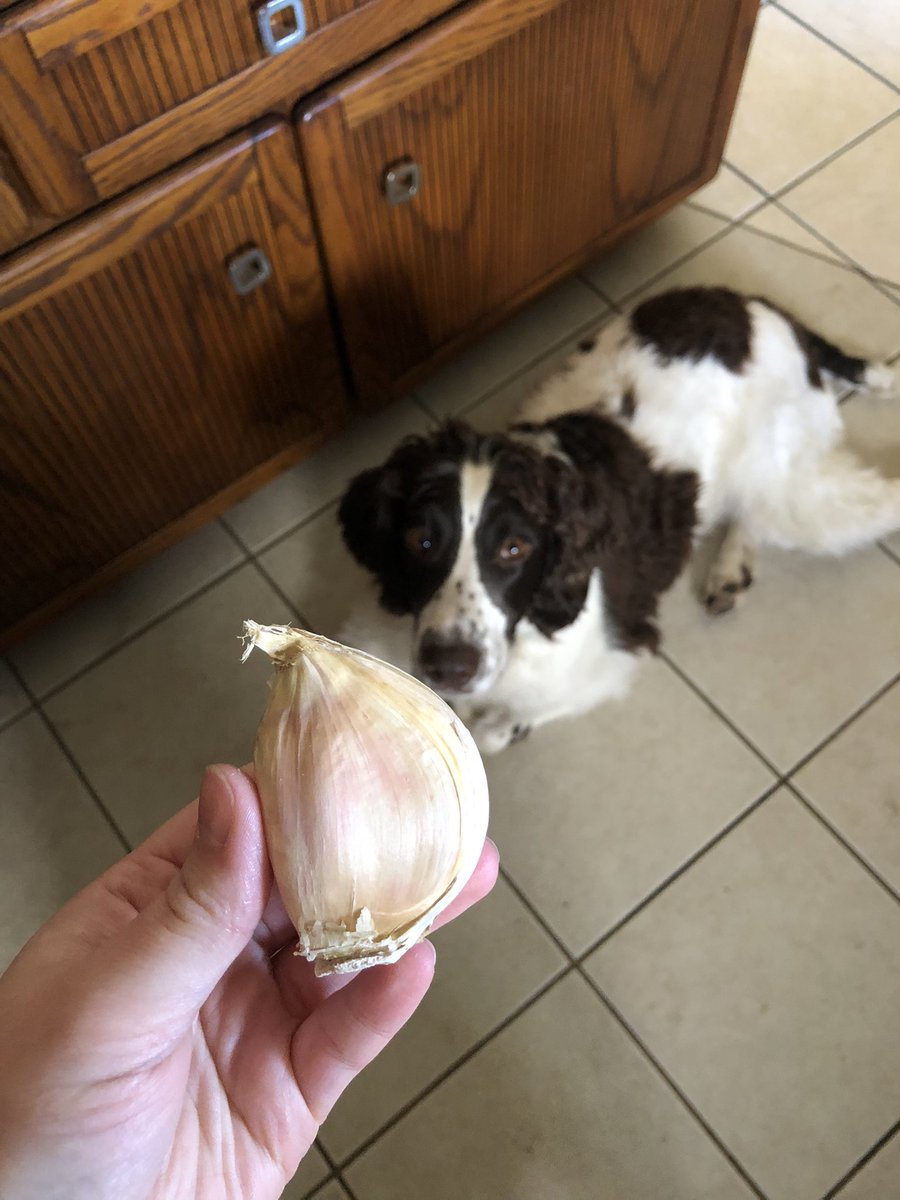 katfrand's tweet photo. When the recipe calls for one clove of garlic this is what I think it should mean https://t.co/weWsnU4L9t