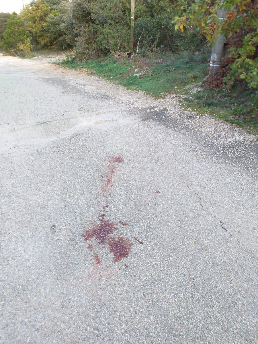 chrisjf5's tweet photo. A proximité du chemin de #rando : sanglier tué😭
Quand on ne croise pas les #chasseurs, on trouve traces de leurs tueries🤬

#stopchasse #chasse #insecurite @ffrandonnee #ruralité @RurauxC #France #promeneurs #loisirs #cruauté #animaux #faunesauvage https://t.co/rLqOxtdoZR