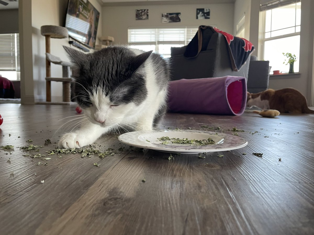 AlmostAllfather's tweet photo. happy #Caturday from a boy and his brother, enjoying some treats and catnip

#CatsOfTwitter #CatsOnTwitter https://t.co/1kWfJ1cp2s
