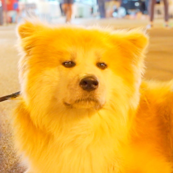 InuSango's tweet photo. 最新動画アップしました！👇
https://t.co/6YyXDE0hEU

今回で最後のハロウィン動画！
秋田犬を見たイタリア人のリアクション。笑
１０代の若者にも『秋田犬ですよね！？』と声をかけてもらいました。
いち日本人として、秋田犬や柴犬がたくさんのイタリア人に愛されるのは嬉しいです♪ https://t.co/29UZlsfL96