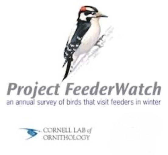 cvefct's tweet photo. Become a Citizen Scientist for Project Feeder Watch at the Levi E. Coe Library. The Library has recently set up a bird feeder in hopes of attracting native wild birds and will share findings with scientists studying migration patterns. Sponsored by CVEF. https://t.co/yaOkZ7s78U