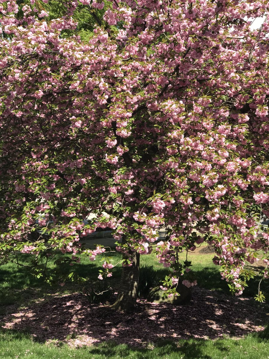 poey1941's tweet photo. Replying to @GardenBrocante #thenandnow. #cherrytree. #autumn. 🥲. #springwillcome. https://t.co/vyZFykmKWA