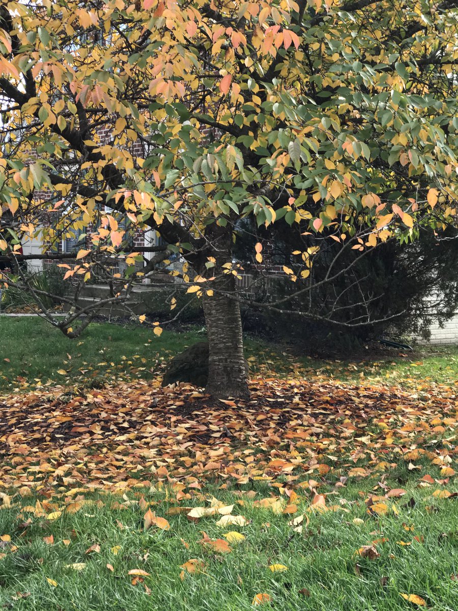 poey1941's tweet photo. Replying to @GardenBrocante #thenandnow. #cherrytree. #autumn. 🥲. #springwillcome. https://t.co/vyZFykmKWA