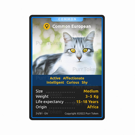 This is our new #NFT from  our cat breeds game/project. Breed number 24, Common European: Active, Affectionate, Curious and shy. 
#NFTProjects  #BSCGemAlert #BSCGem #purrtoken