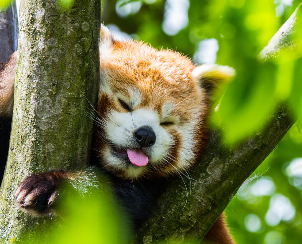 Red Panda Every Hour! (@redpandaeveryhr) on Twitter photo 