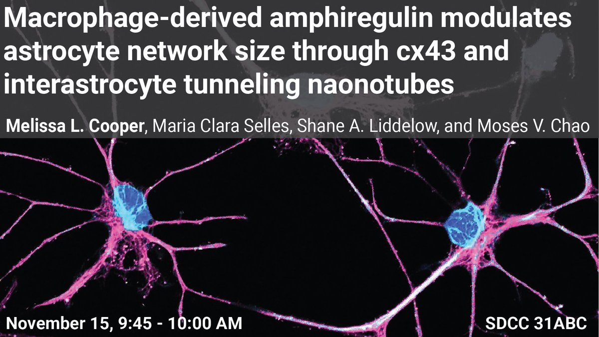 MelCooperPhD's tweet image. Hello, San Diego! I'm giving a talk at SFN on Tuesday. Come see some how a macrophage-derived factor influences astrocyte network connectivity!
#SfN2022 #SFN #SFN #neuroscience #WomeninScience #Astrocyte #Glia