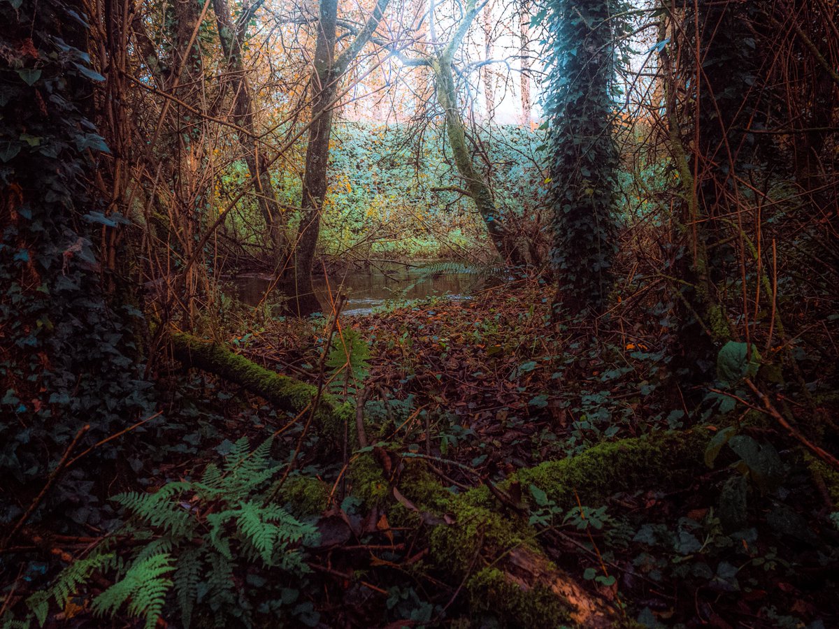 artofseanmurphy's tweet photo. A Walk In A Dream https://t.co/LabID5xOkx