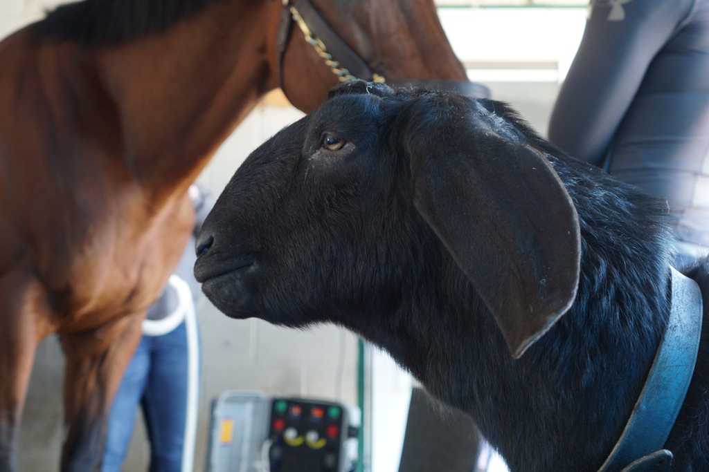 magnawavePEMF's tweet photo. MagnaWave is the GOAT (greatest of all time)!! ๐๐๏ธ With 20 years in the PEMF industry, we have crafted 7 unique modalities to suit all your favorite animal's needs ๐ โ
โ
#MagnaWave #MagnaWaveLove #PEMF #painrelief #healthandwellness #goat https://t.co/eB70hix8qZ