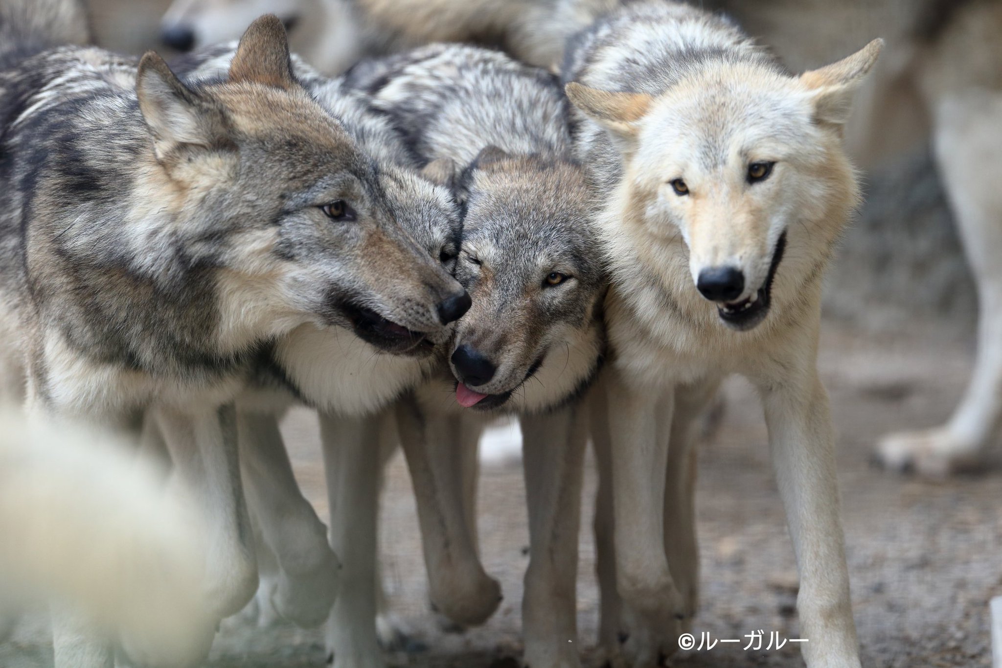 🐺ルー・ガルー@Lucuses on X: 