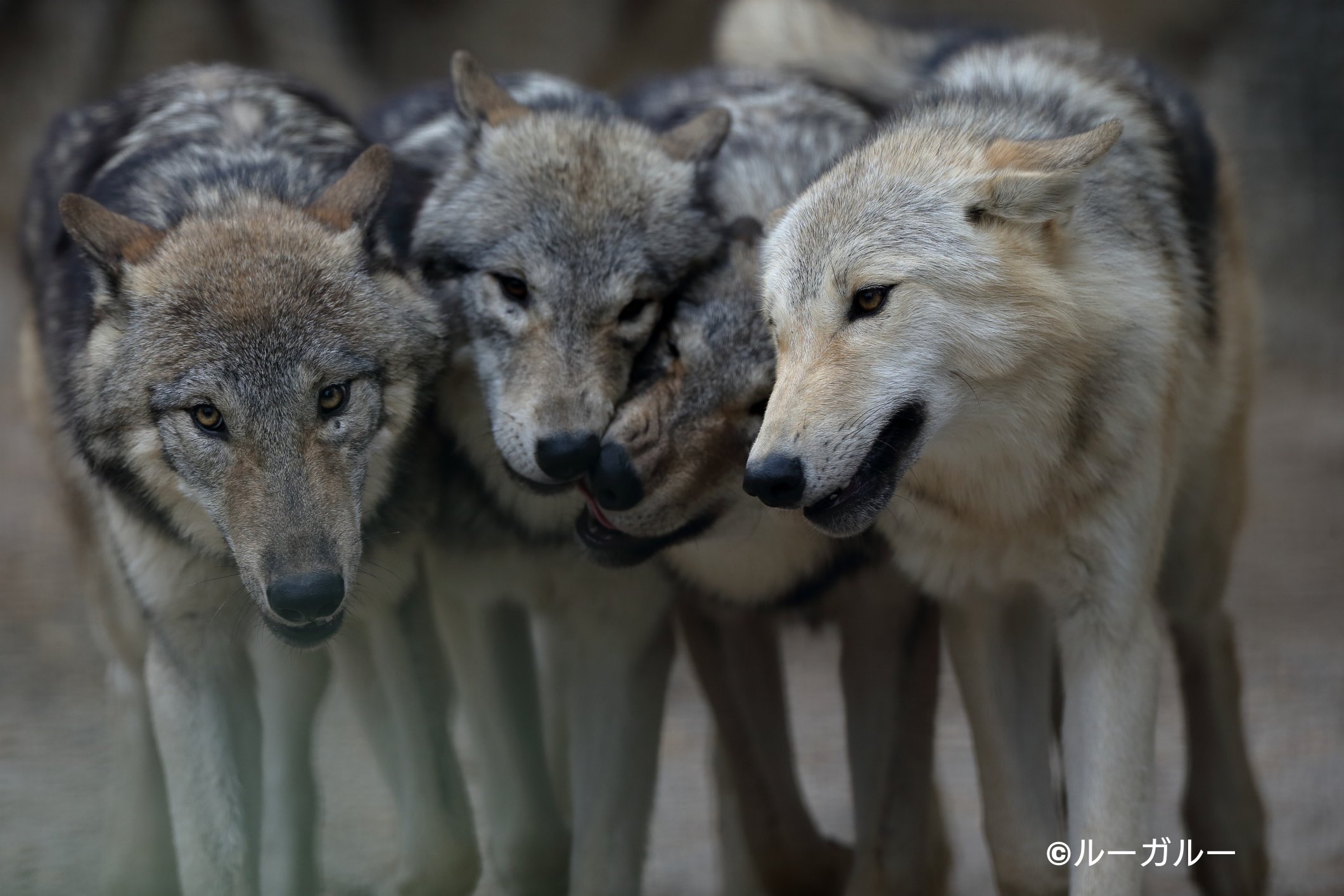 🐺ルー・ガルー@Lucuses on X: 