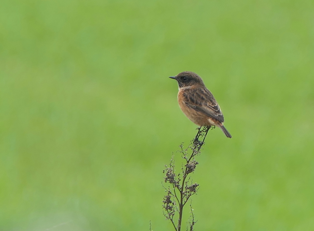 Nick Moran tweet media