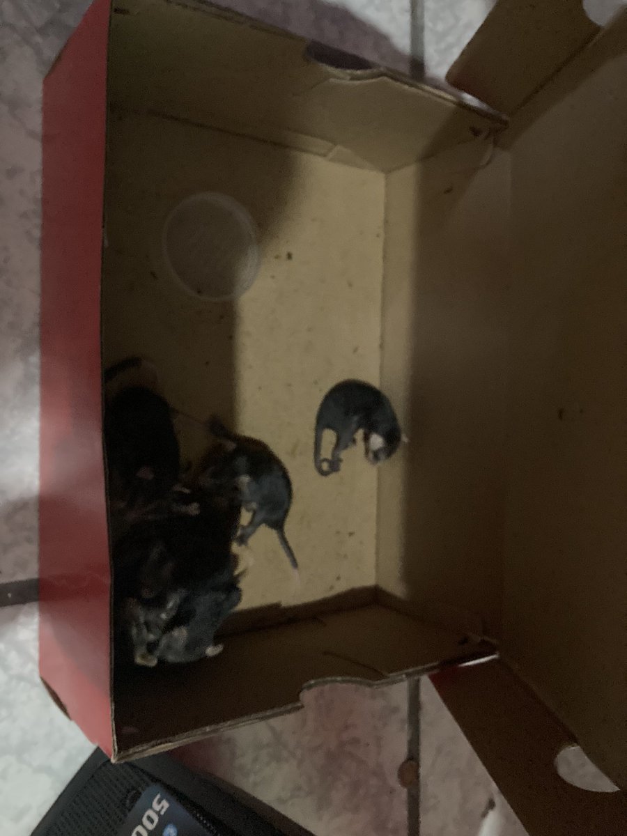 sol_gutier22's tweet photo. Mi perro espanto a la mamá, y los dejo botados, están muy pequeños y no puedo cuidarlos, pedí ayuda  a úna asociación de vida silvestre y solo me mandaron un video 😫🤡 https://t.co/l77Er6CIv0