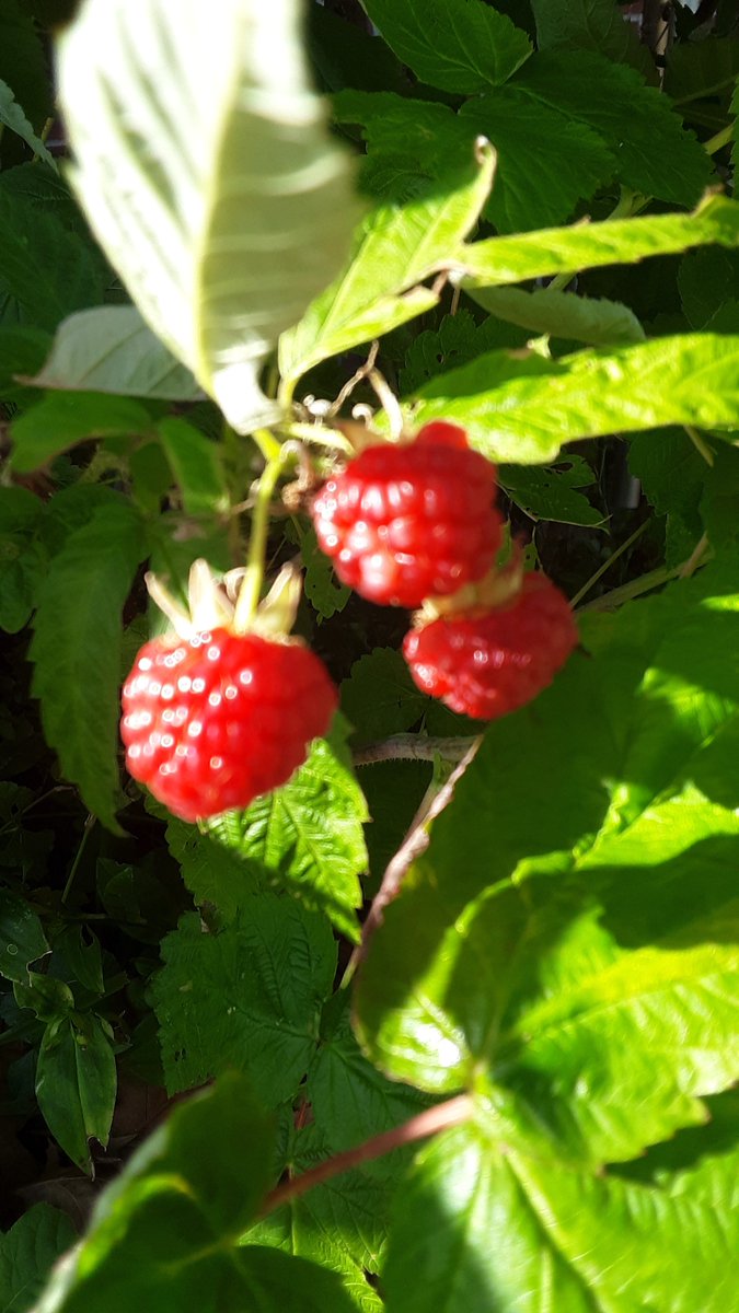 @soopajx   #NovemberRaspberries #yummy #GoodandGoodForYou