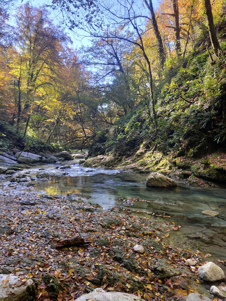 Удивительная собака. Сопровождает , возвращает обратно. Внимательно, преданно и терпеливо ведёт на всём протяжении маршрута туда и обратно.
