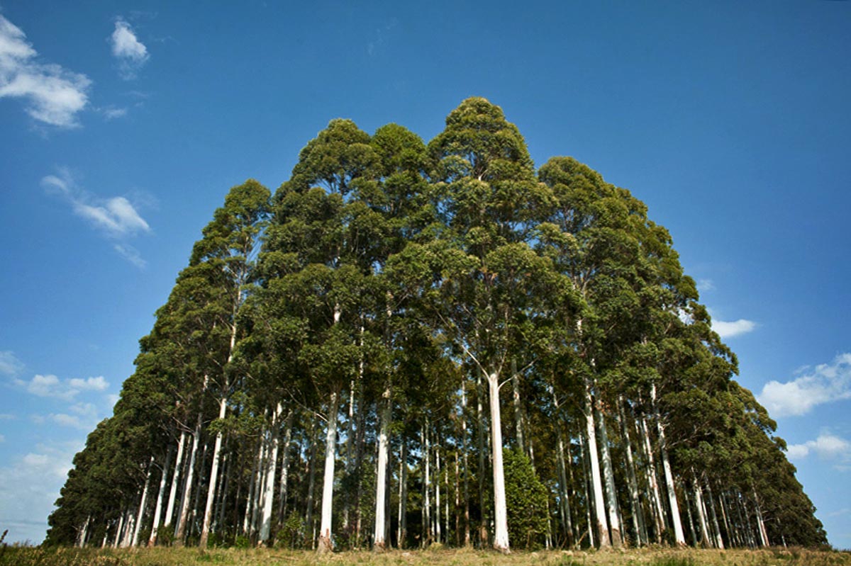 📰❌Leyes a medida del negocio forestal y una serie de eventos desafortunados

🖋️Natalia Bajsa, Carla Kruk, Carolina Neme, Daniel Pena y Soledad Recoba
📸 <a href="/negopiastri/">nego</a>

#equis

my.mtr.cool/qzrkmdkrlu