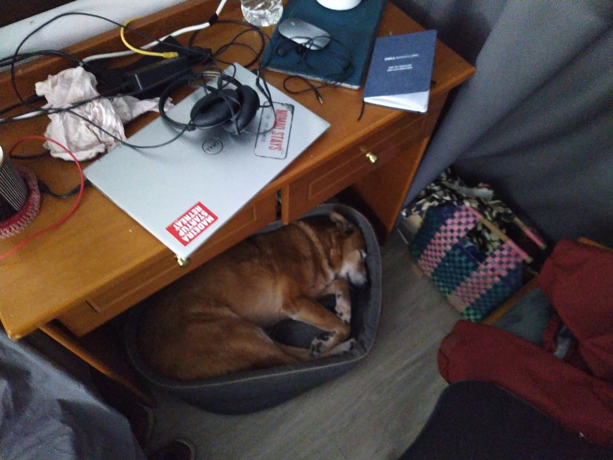 OMG. My boss worked me so hard today I fell asleep in the office. Being a Chief Happiness Officer is a big responsibility.

#digitalnomaddog