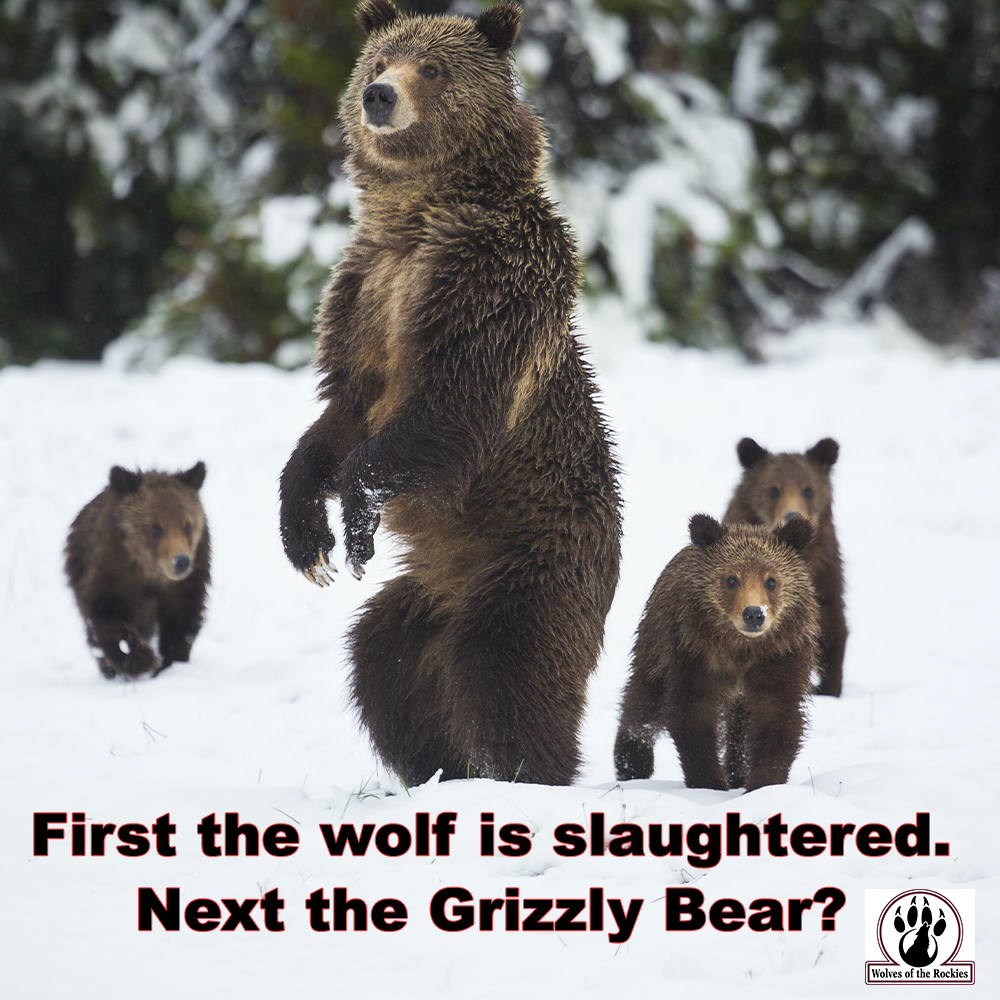 Stop the slaughter of our wildlife. State run wildlife agencies will not and can not use the best available science.  Instead they do whatever they are told by the hunting organizations and community.  We have to take back our wildlife!  #mtfwp #secdebhaaland #marthawilliams