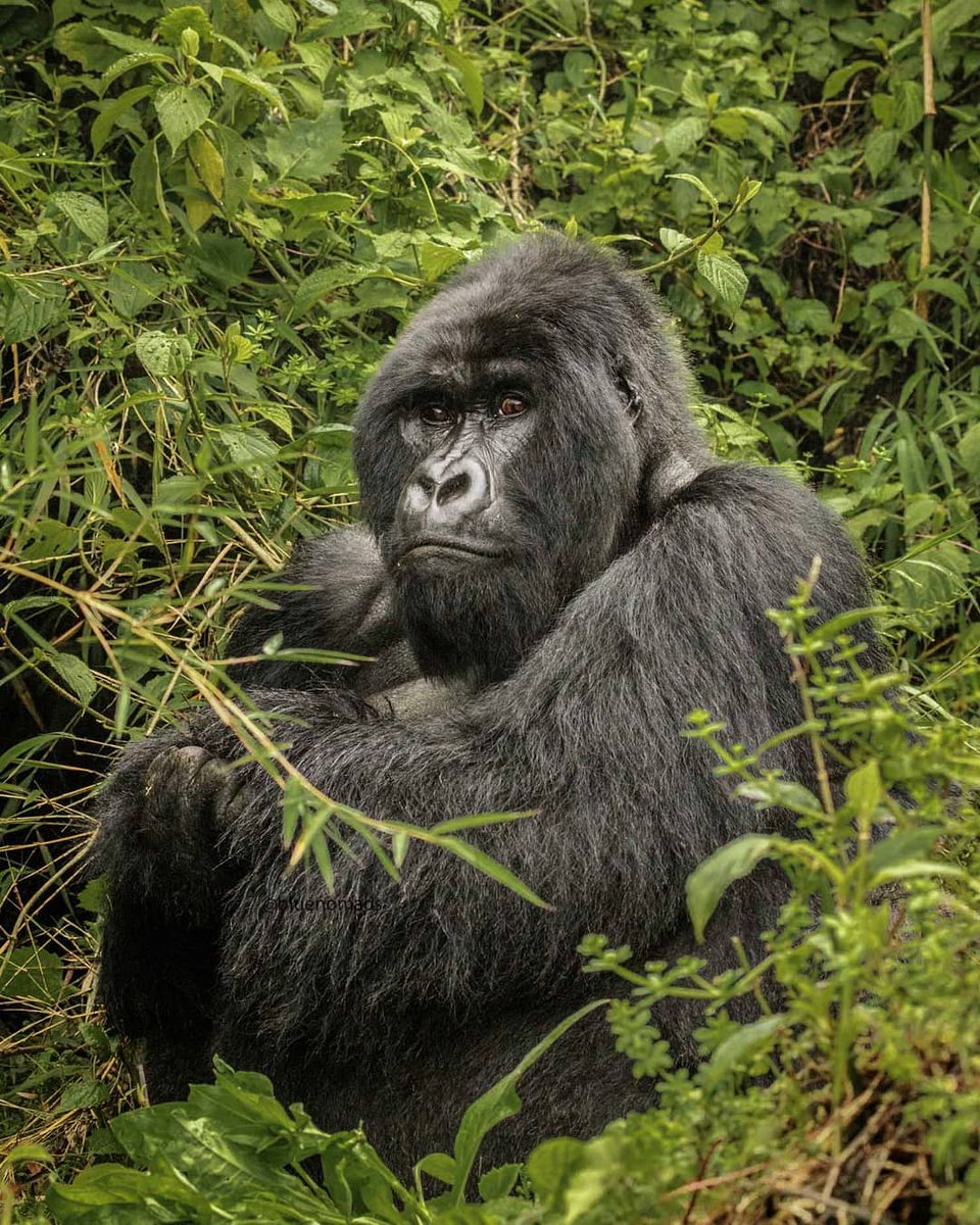 King of the Forest🦍

If you have never encountered these #greatapes, it'll be completely unexpected when you encounter them for the first time! It's an emotional experience when you have a glimpse of a #MountainGorilla family! #Gorilatrekking #ExploreUganda #Bwindi