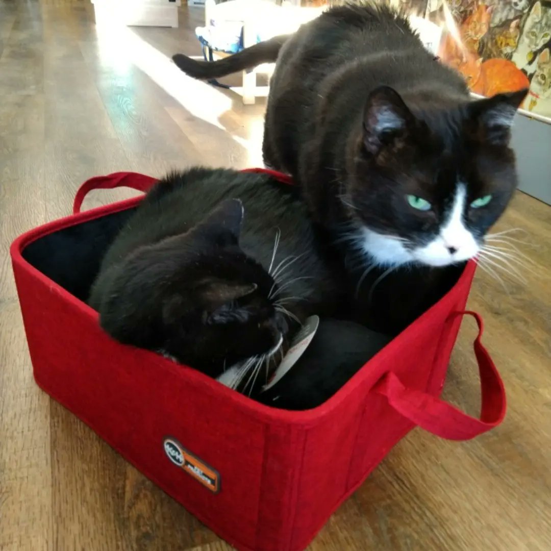 OneSpoiledKitty's tweet image. Thermo-Basket Pet Bed. Curious &amp;amp; Ninja approved 😺At One Spoiled Kitty in Winnipeg #CatsofTwittter #onespoiledkitty