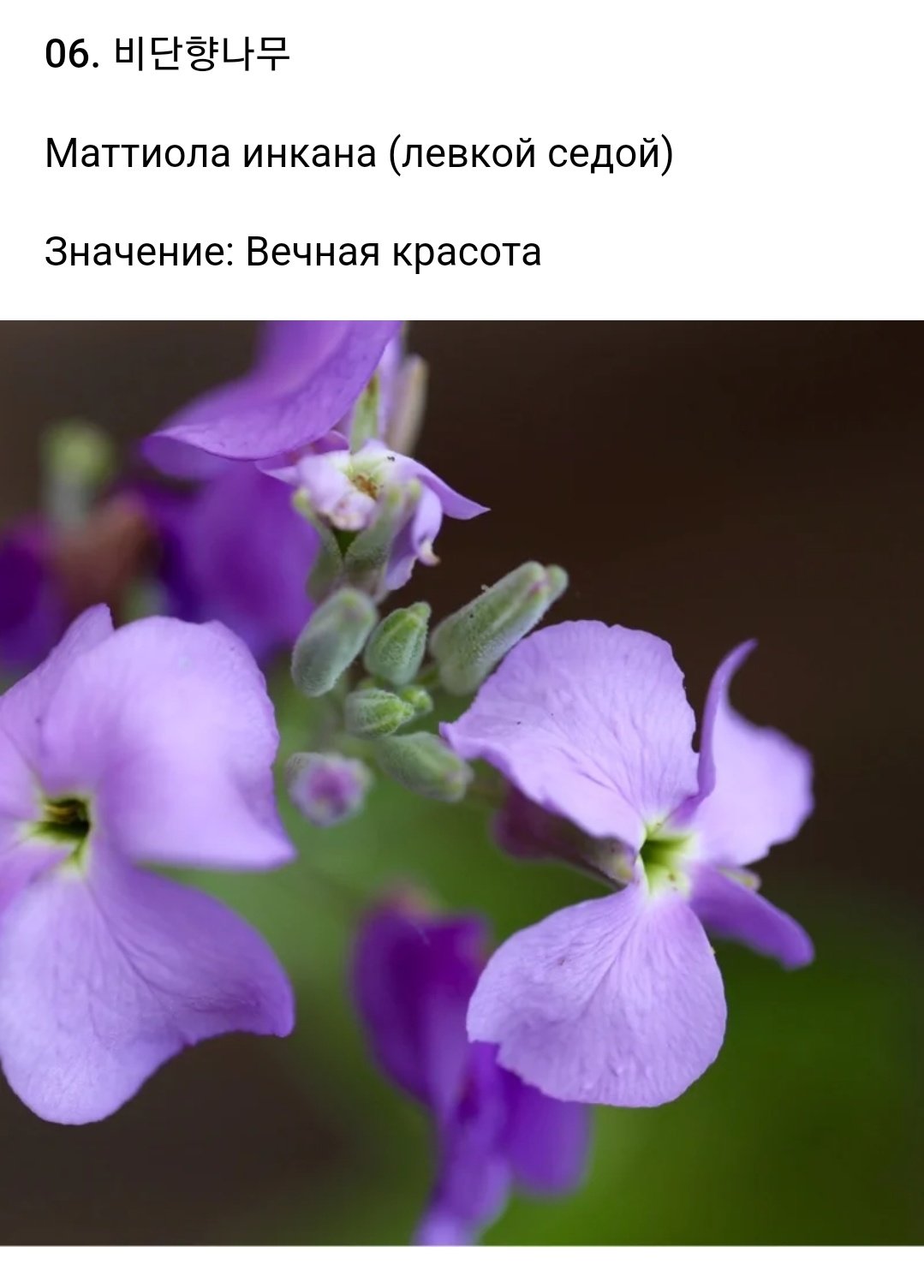 Маттиола двурогая