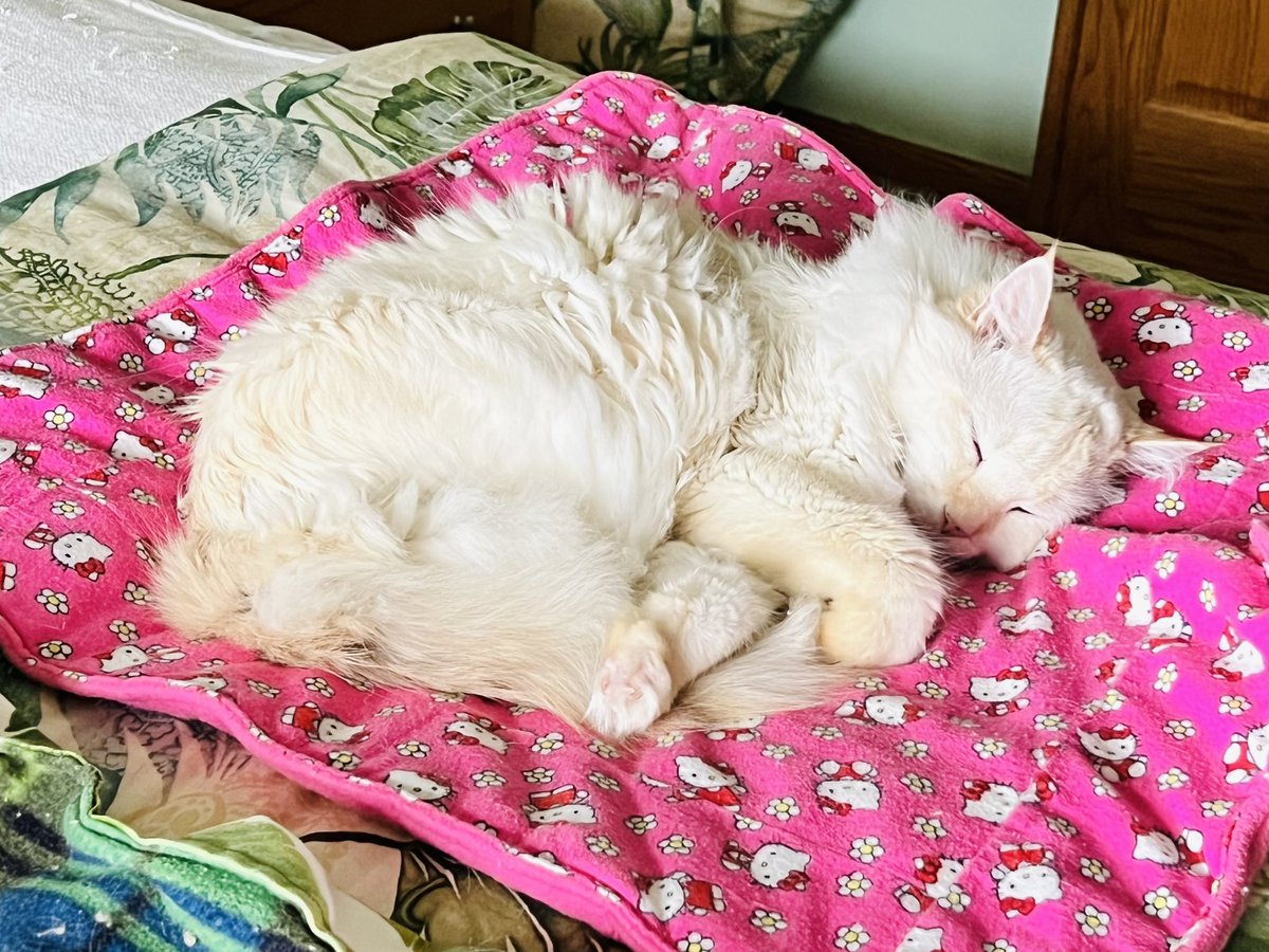 ItsMeDeaner's tweet image. Finally, he’s being good 😇