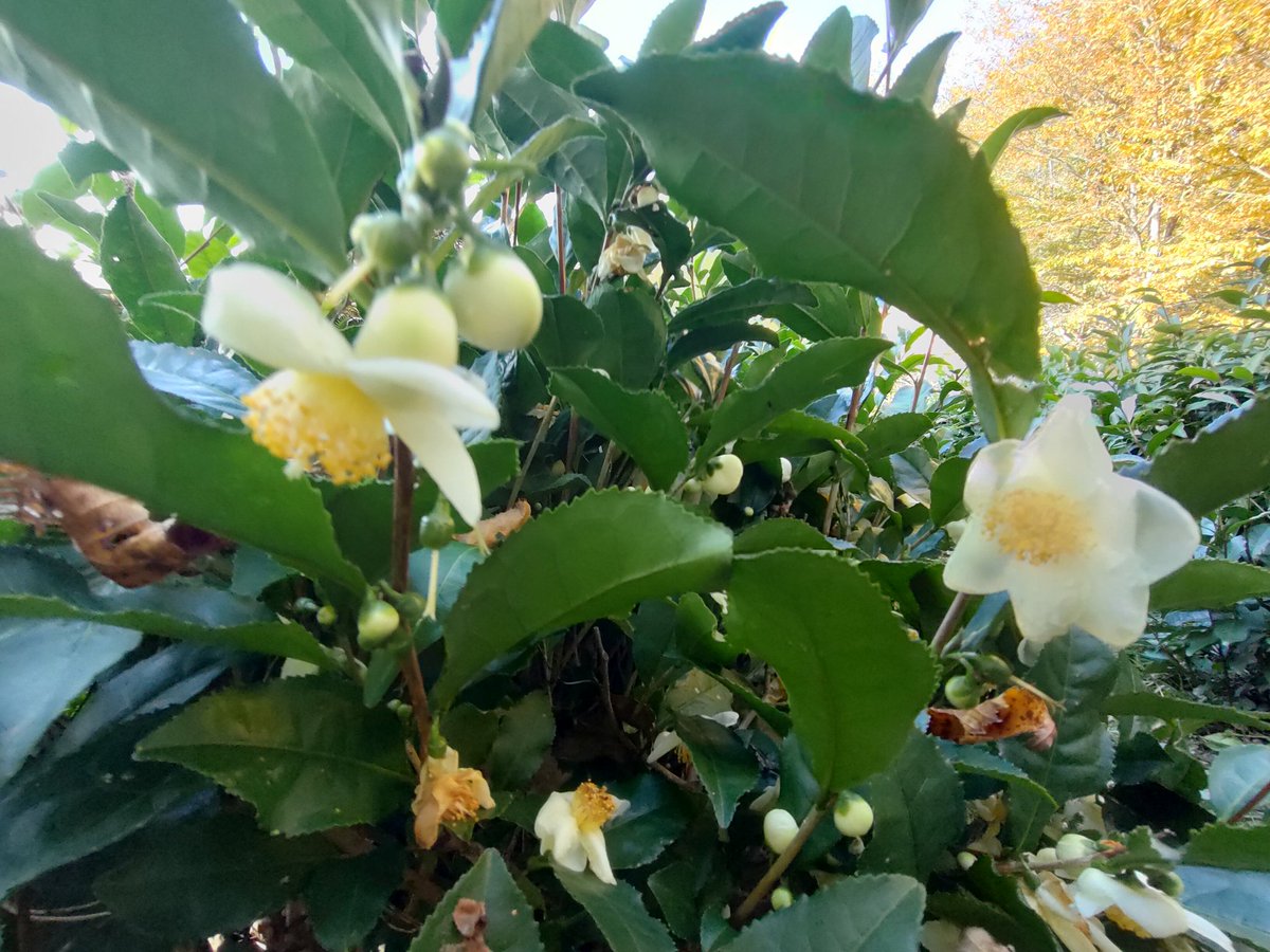 Константин Пипекин (@pipekink) on Twitter photo 