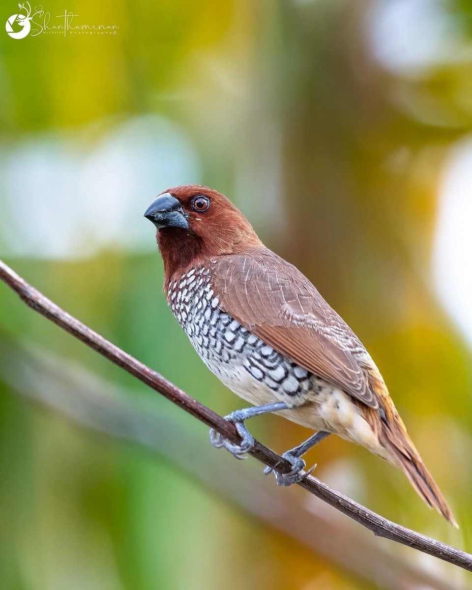 𝐌𝐨𝐨𝐝𝐚𝐚𝐥𝐞 𝐌𝐞𝐝𝐢𝐚 𝐆𝐫𝐨𝐮𝐩 (@moodaale) on Twitter photo 