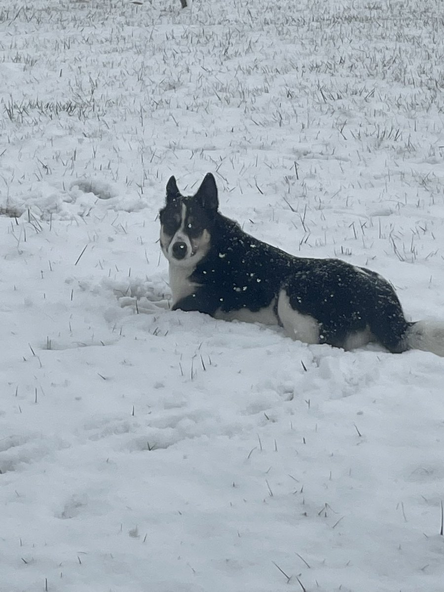 MichelleSchuhm's tweet photo. Perfect weather for a husky #inwx #husky #snow #midwest #winter https://t.co/cwkmcXwFx7