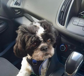 millypod1's tweet photo. π9 NOV 2022 #Lost TEDDY #ScanMe
Black & White Shih Tzu Male
Lynchford Road #Farnborough #Hampshire #Hants #GU14
Owner had a fall and Teddy ran scared. Still with collar, harness and trailing lead π’
SIGHTINGS PLZ βοΈ07712141804/ 07748076867
https://t.co/aQSVDUn7GP https://t.co/7JuGEnRe5R