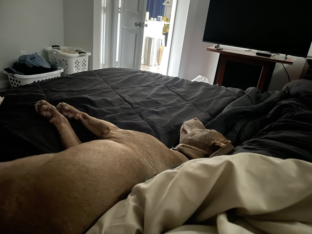 heatherbrickell's tweet photo. She REFUSES to get off the bedβ¦. I created a monster. #PibblePrincess #AdoptDontShop https://t.co/1fVPQRRHpz