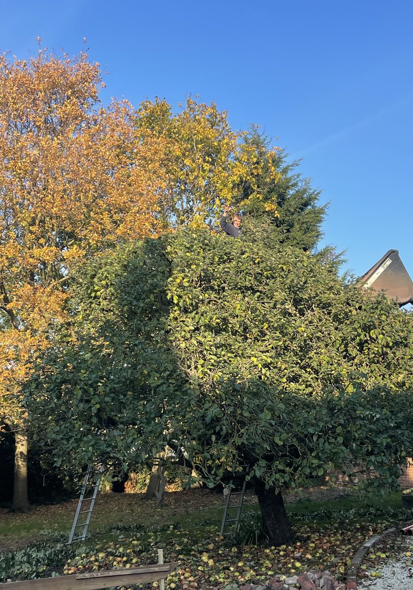 ALASTAIR CAMPBELL On Twitter Tree Of The Day Is An Apple Tree At The alastair-campbell-on-twitter-tree-of-the-day-is-an-apple-tree-at-the