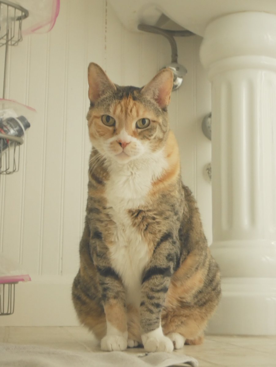 Knightsundere's tweet image. i've acquired brand-new cat pic technology that i think is going to really shake things up around here (my house)