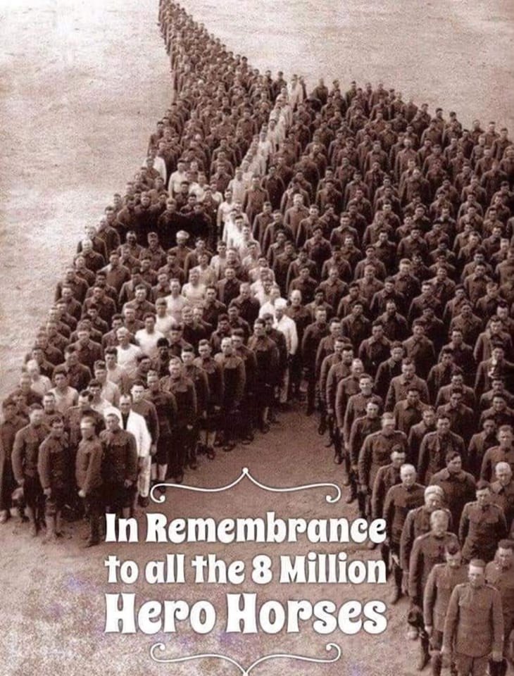 For yesterday’s Veteran’s Day &amp; tomorrow’s Remembrance Day: Lest we forget the animals who served…….