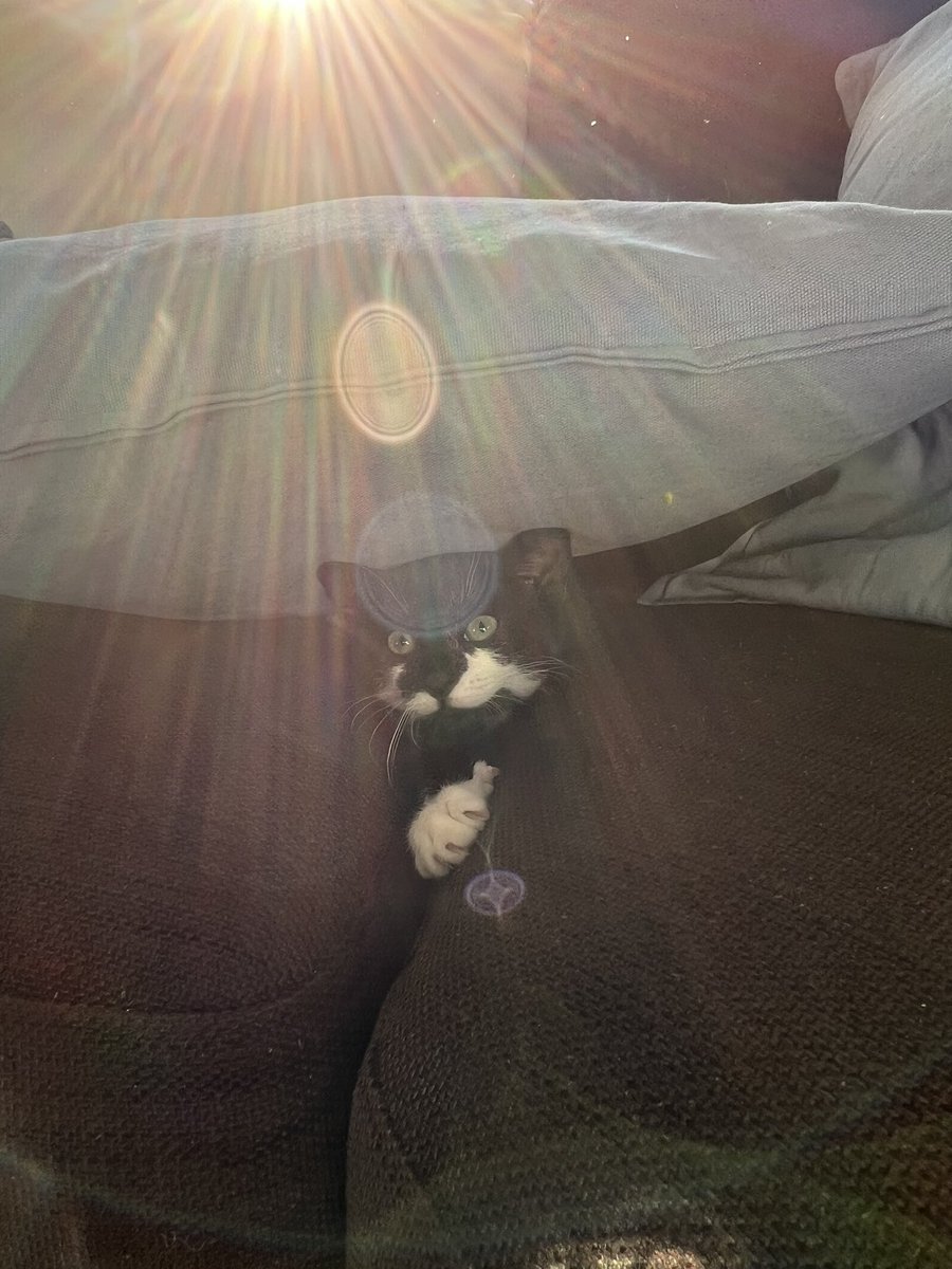 I got myself stuck from too much zoomies 🫣

#CatsofTwittter #cats #CatsLover #kittens #cute #CatExpo9 #SillySaturday #Cat #kittensoftwitter