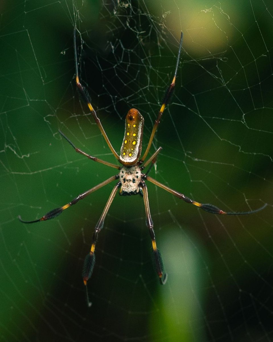 Don't be frightened; they're harmless. 🕸 Did you know the golden orb weaver spider has one of the strongest webs in Costa Rica? It's so strong it can even trap a small bird. 📍: Costa Rica 📷 : fionn_williamson