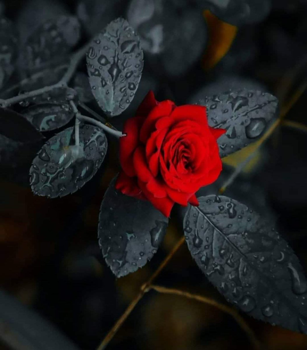 ruben_corella's tweet photo. #photo #art #ArtistOnTwitter #artgallery #arte #foto #red #rouge #redrose #rosaroja #redpower #greatday #blackandwhitephoto #glow #glitter #novemberrose #florer #lavieenrouge #fine #belleza https://t.co/YqVaiNWKRC
