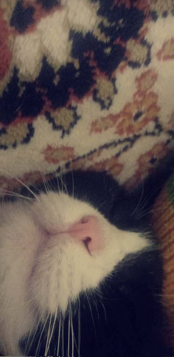 Keremkutlayyy's tweet photo. 1 bucuk saattir beklediğim dürümümü yere dusurdugu için silvestırı bi tane tavuk dürüm karsiliginda satiyorum ilgilenen ulasabilir https://t.co/Da0rKjUtOT