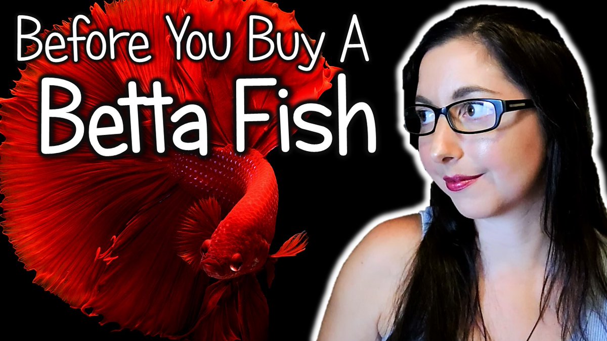 MyHecticLife82's tweet photo. Betta Fish Care Guide 🐟 Betta Fish Care, Diet, and Tank Set Up | Betta Splendens https://t.co/qEiMRK1PH1 #BettaFish #FishFam #Aquarium https://t.co/WlOFzN6Hi8