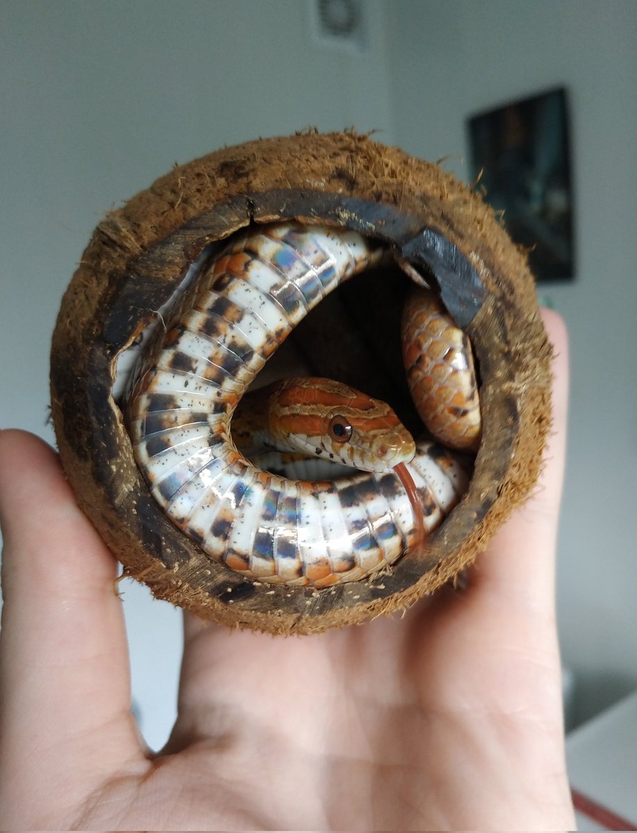 Marvolo🍊
#cornsnake #reptile #reptiles #snakes #snake #змея #маисовыйполоз #полоз #кукурузнаязмея #рептилии #рептилия #slytherin