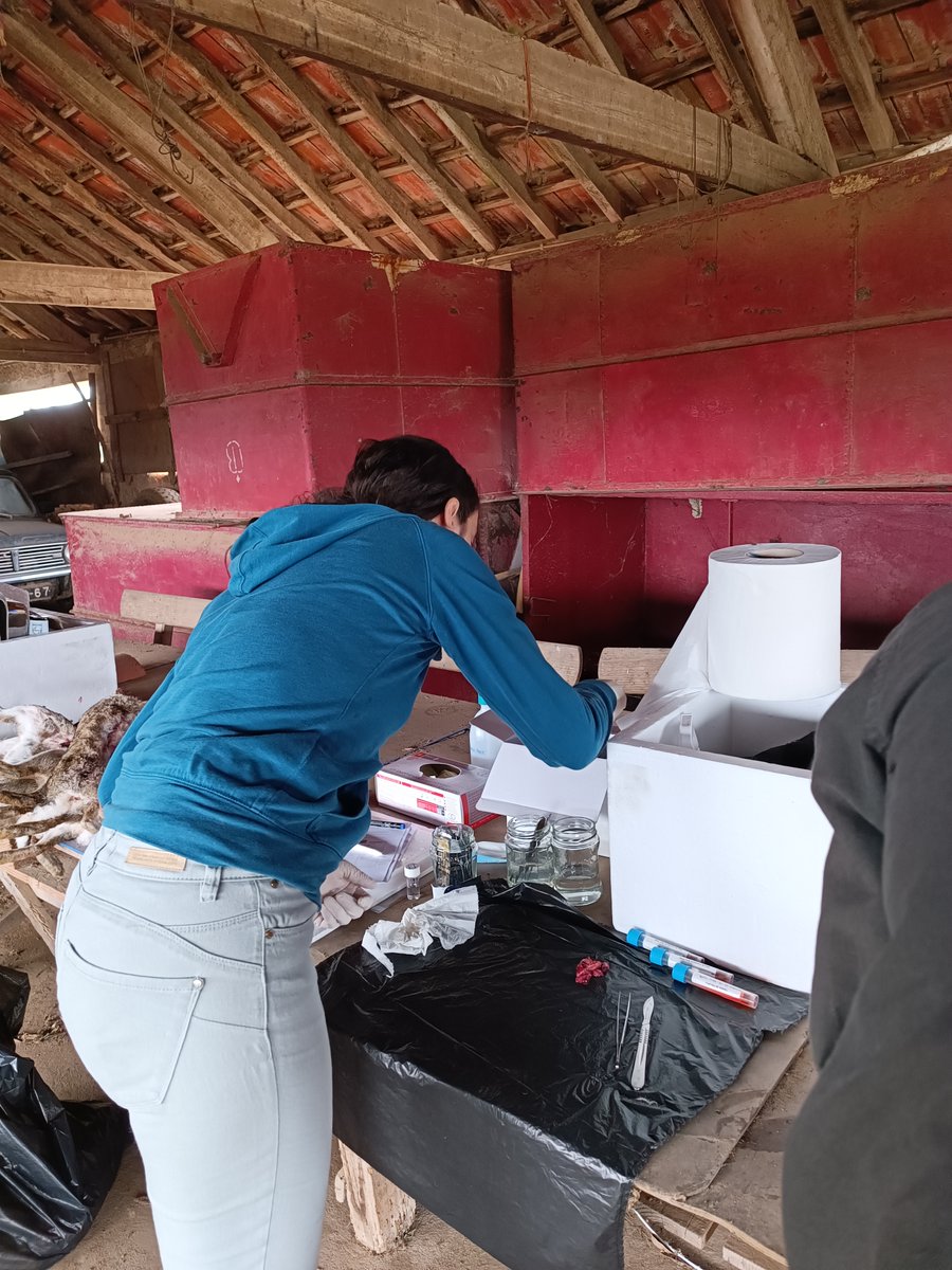 ZoonoMed project tweet media