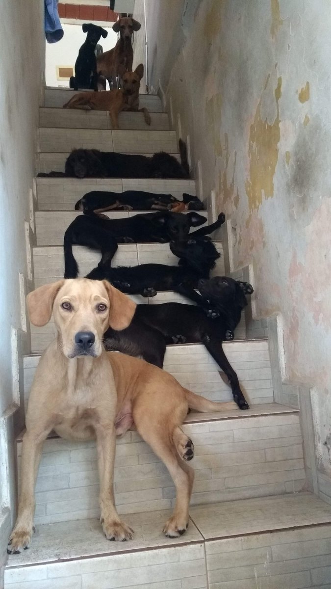 Waarloock's tweet photo. Quem puder ajudar compartilhando ou com doação 

https://t.co/bn2VoLxEns https://t.co/5bYCiiQ4MU