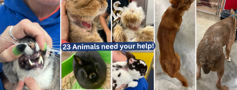 Cedar Bend Humane tweet media