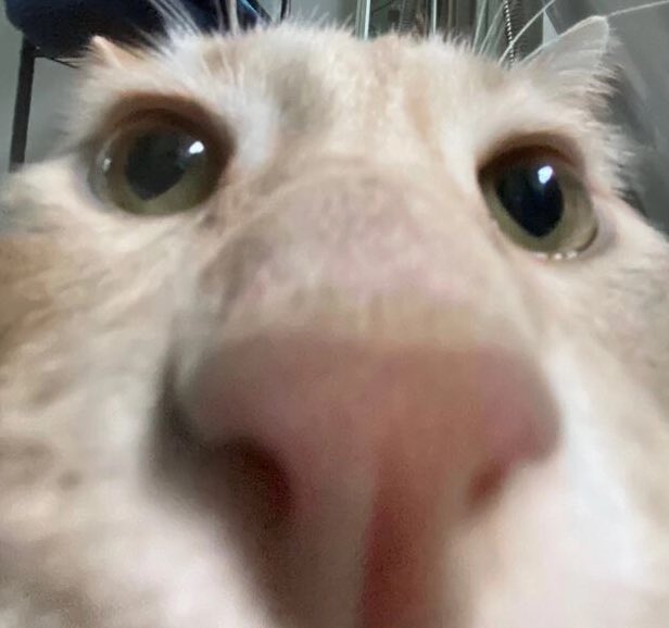 𝑂𝑂𝐶. 

Me @ all the Leon's and Galar accounts