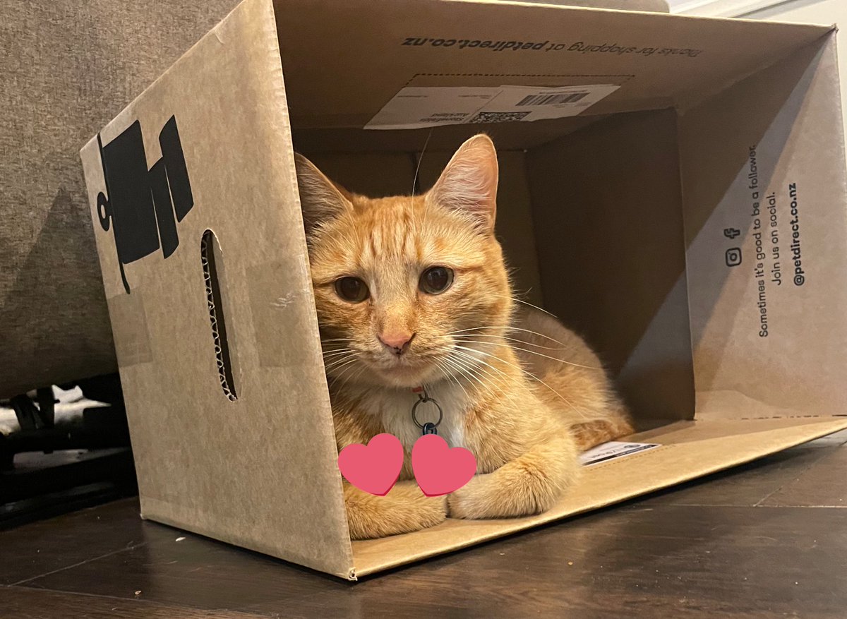 mycatvinny's tweet photo. I knocked it over so I could sleeps in it - cause it is #catboxSunday https://t.co/Ujkc5eKvxH
