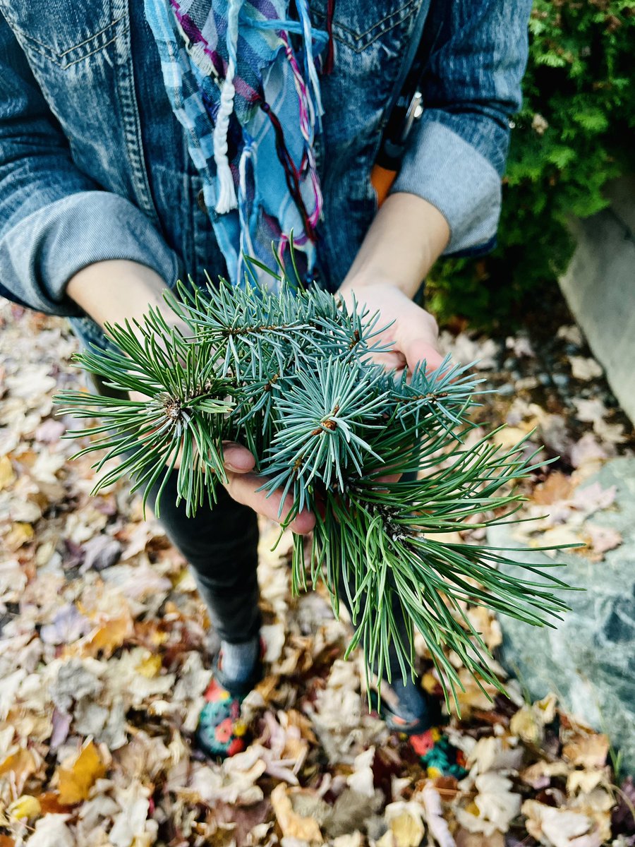 Is this rosemary? Is this poisonous??? Have animals peed on it?!? THERE’S NO WAY TO KNOW but <a href="/kristinleong/">Kristin Leong</a> is ✨foraging ahead✨ to make Team RPR’s <a href="/kcrw/">KCRW</a> #radiorace story about the SECRET OF THE LIGHTED TREE