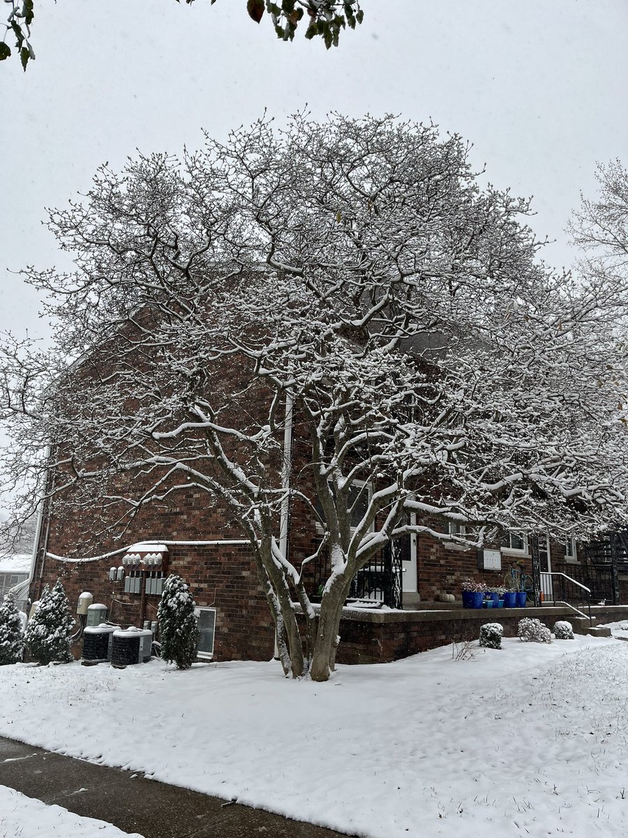 Tell me when u hear my silence❄️

#PHOTOS #photography #snowfall #bloomington #cold #indiana #November