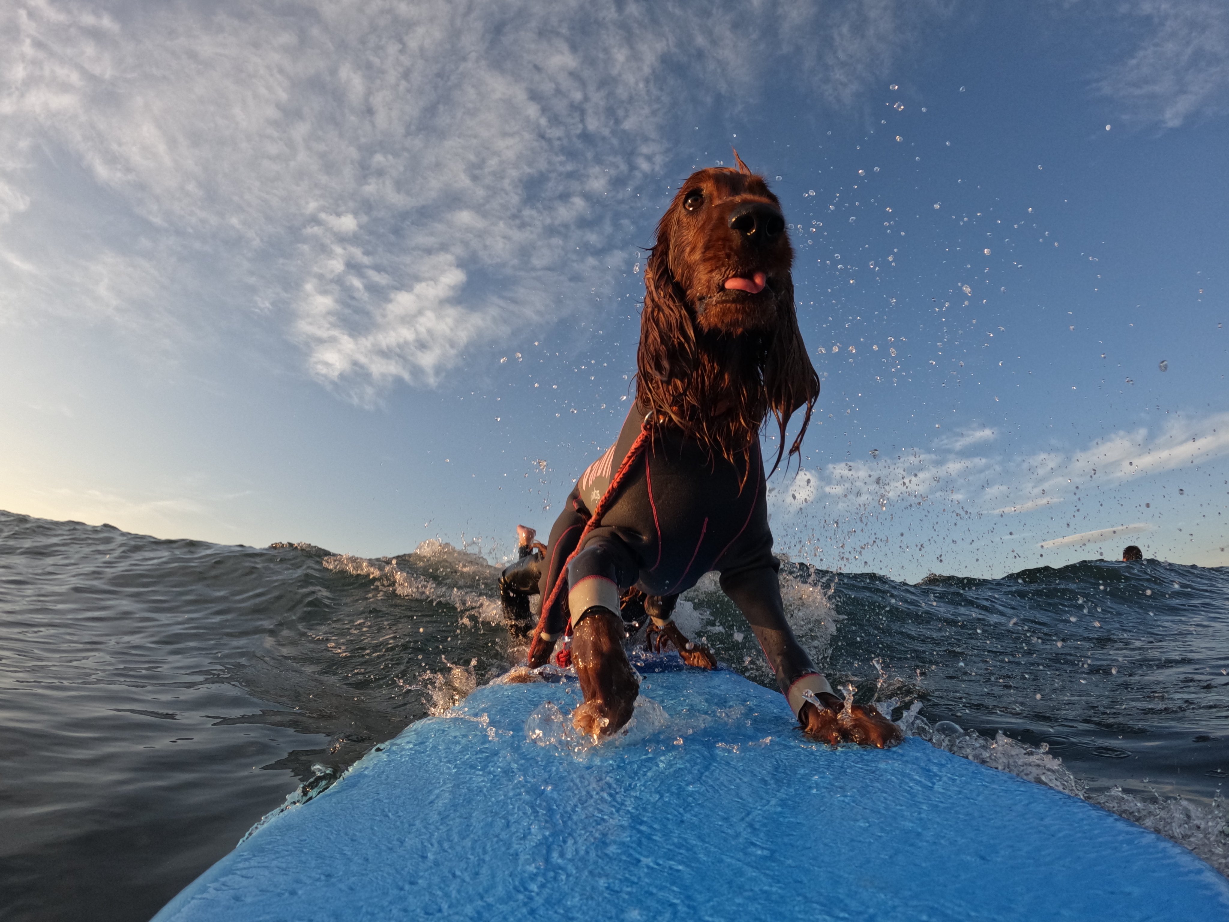 Surfdog Surfing Dog Twitter