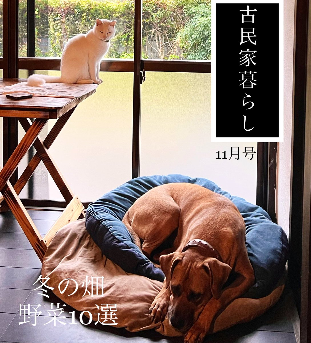 犬のい No Twitter 昔 トリビアの泉 で 飼い主が散歩中に 演技で 倒れたら雑種犬 は助けてくれるか っていう実験があって 結果は散々だったけど それは実は犬には匂いで演技だとすぐに分かっていたからかもしれない Twitter 犬のい No Twitter 昔 トリビアの泉 で 飼い主が散歩中に 演技で 倒れたら雑種犬 は助けてくれるか っていう実験があって 結果は散々だったけど それは実は犬には匂いで演技だとすぐに分かっていたからかもしれない Twitter