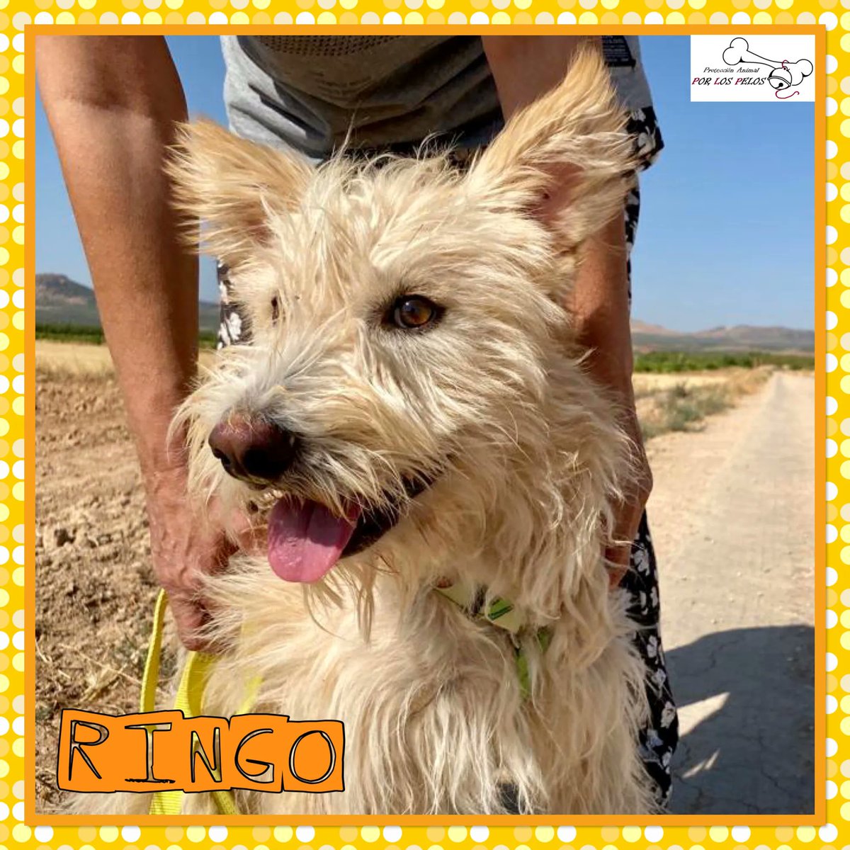 PerreraToledo's tweet photo. 🐶RINGO🐶 Precioso #carea casi 2 añitos, tamaño mediano. Su “familia” ha decidido que ya no hay sitio para él en casa y lo ha entregado en la perrera. Así, sin más. Necesita URGENTEMENTE #acogida #adopcion , es un perro de casa y no entiende nada. 👉 https://t.co/wCfqM16Aj5 https://t.co/glaeX2MHTU