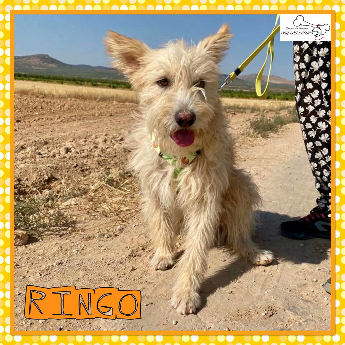 PerreraToledo's tweet photo. 🐶RINGO🐶 Precioso #carea casi 2 añitos, tamaño mediano. Su “familia” ha decidido que ya no hay sitio para él en casa y lo ha entregado en la perrera. Así, sin más. Necesita URGENTEMENTE #acogida #adopcion , es un perro de casa y no entiende nada. 👉 https://t.co/wCfqM16Aj5 https://t.co/glaeX2MHTU